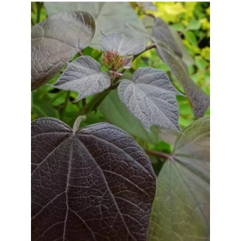 CATALPA KATALPA PURPUROWA na pniu kulista szczepiona - sadzonki 110 / 130 cm